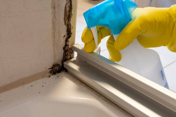 Professional Mold Remediation in West Liberty, OH