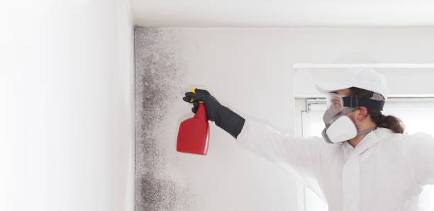 Best Residential Mold Remediation in West Liberty, OH