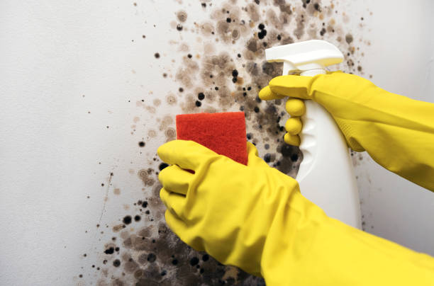 Trusted West Liberty, OH Mold Remediation Experts
