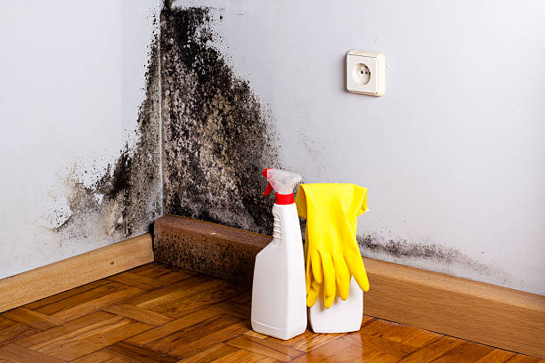 Best Crawl Space Mold Remediation in West Liberty, OH