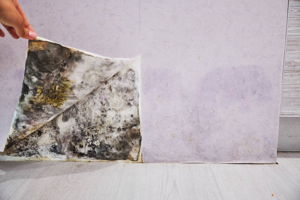  West Liberty, OH Mold Removal Pros